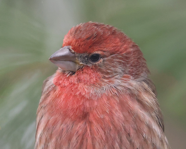 House Finch