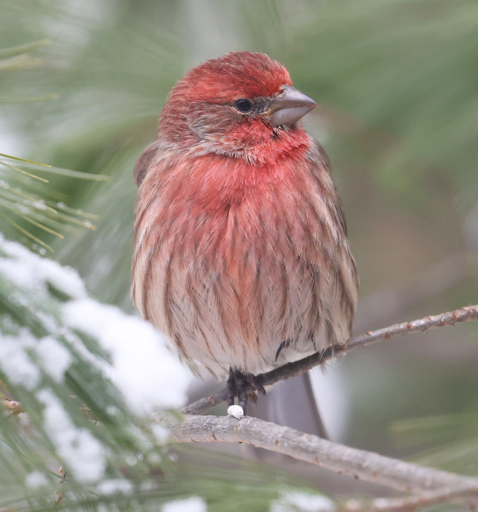 House Finch