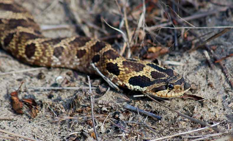 Eastern Hognose Snake