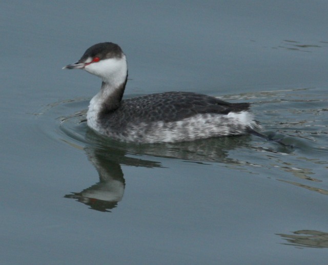 Horned Grebe photo #1