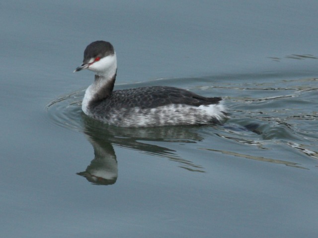 Horned Grebe photo #2