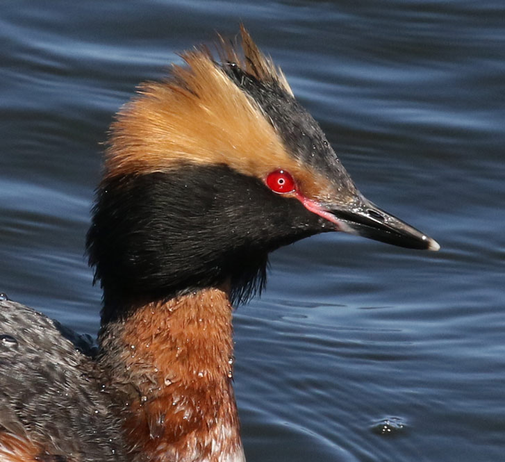 Horned Grebe photo #2