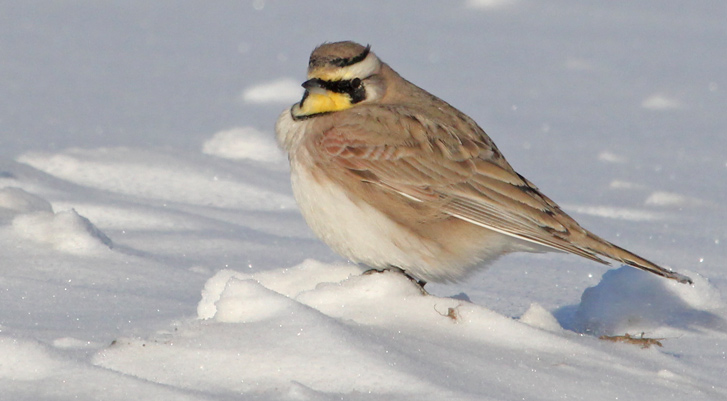 Horned Lark photo #7