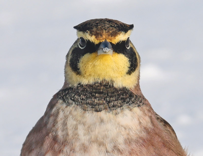 Horned Lark photo #3