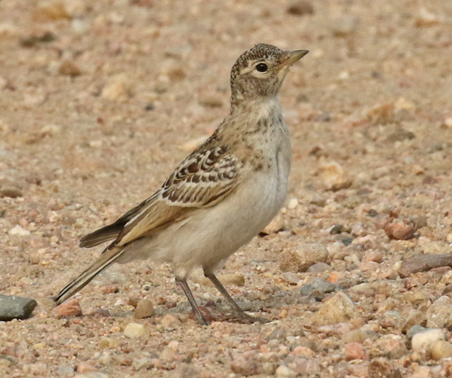 Horned Lark (Juvenile)