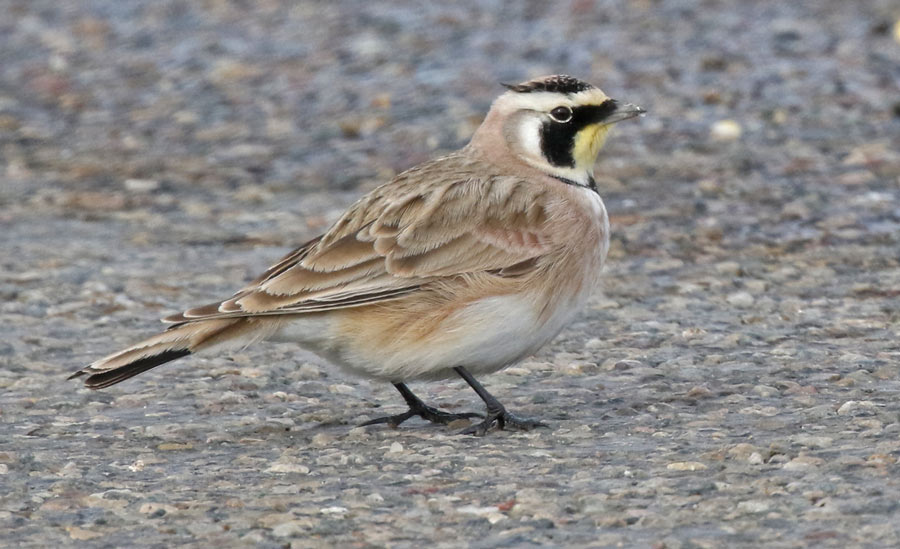 Horned Lark photo #9
