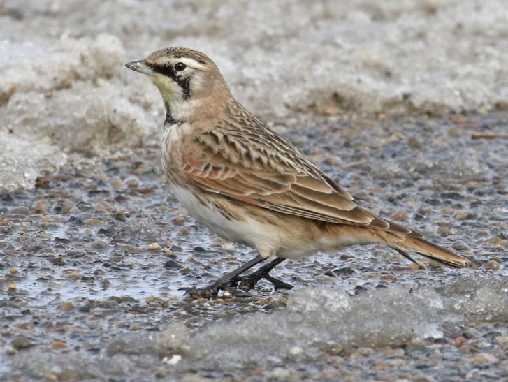 Horned Lark