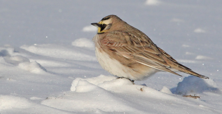 Horned Lark photo #8