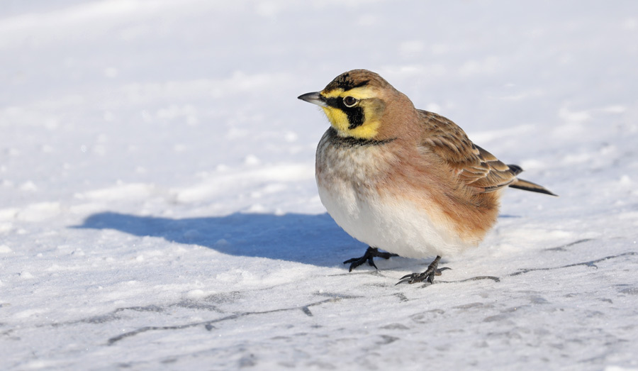 Horned Lark photo #1