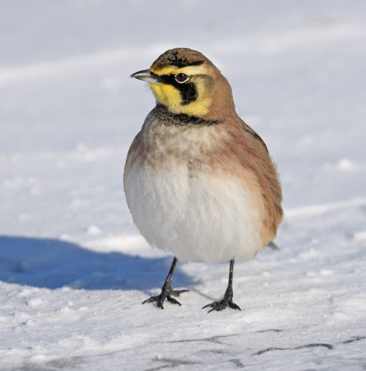 Horned Lark photo #2
