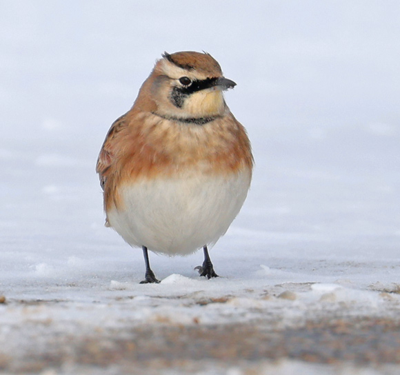 Horned Lark photo #4