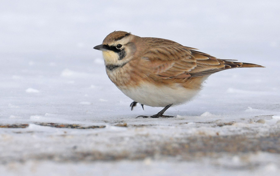 Horned Lark photo #5