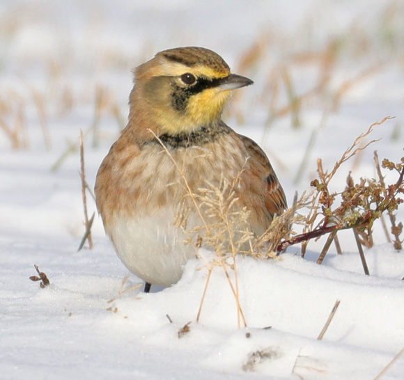Horned Lark photo #6