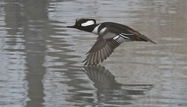 Hooded Merganser (male in flight)