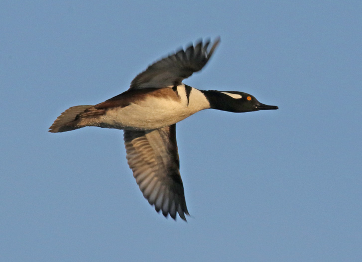 Hooded Merganser (male in flight)