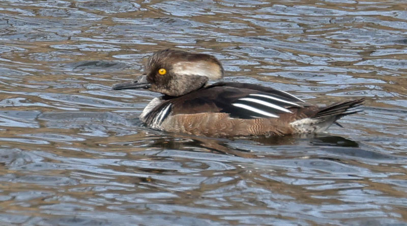Hooded Merganser Photo 2