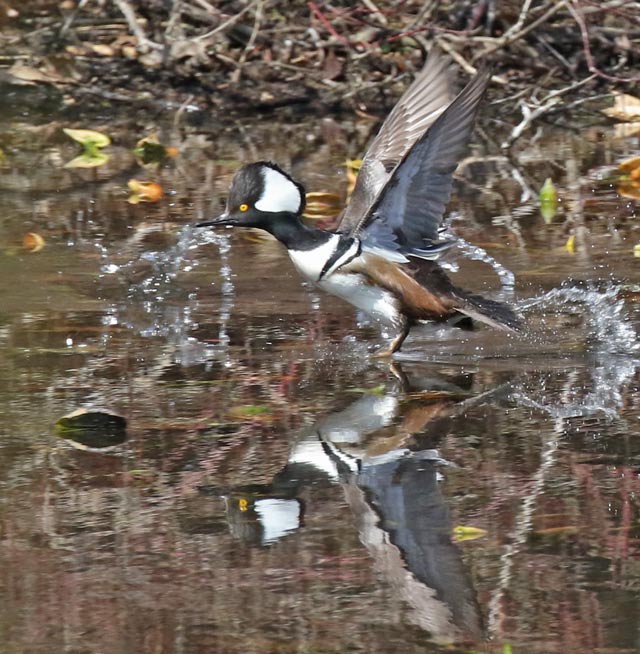 Hooded Merganser (male in flight)