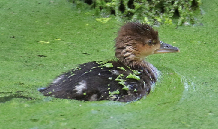 Hooded Merganser (chick)