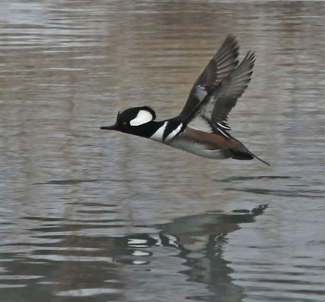 Hooded Merganser (male in flight)
