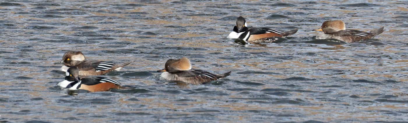 Hooded Merganser Photo 3