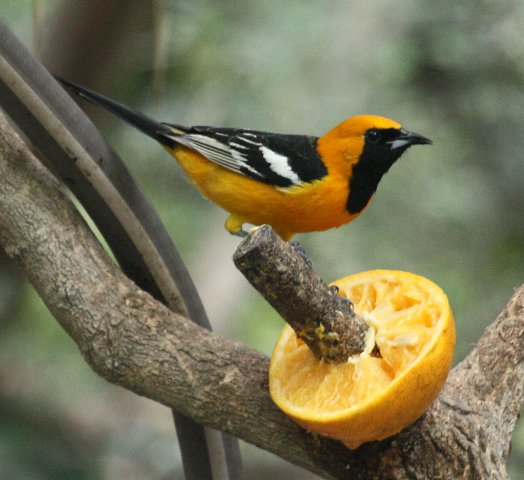 Hooded Oriole