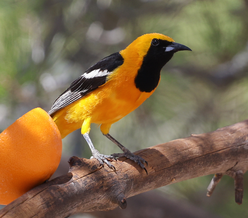 Hooded Oriole