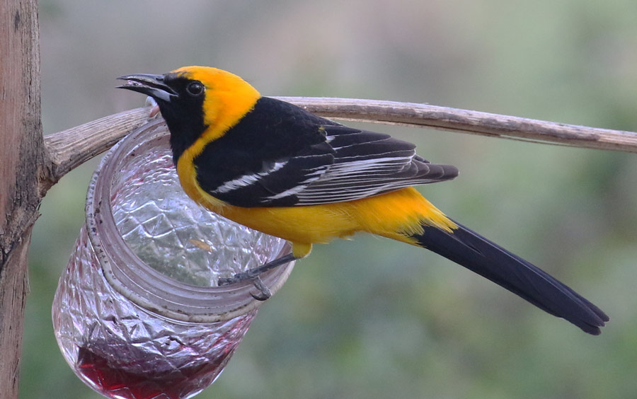 Hooded Oriole