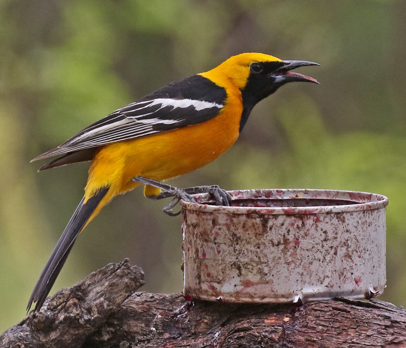 Hooded Oriole
