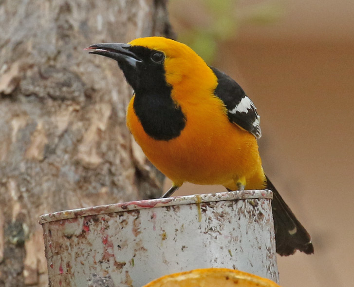 Hooded Oriole