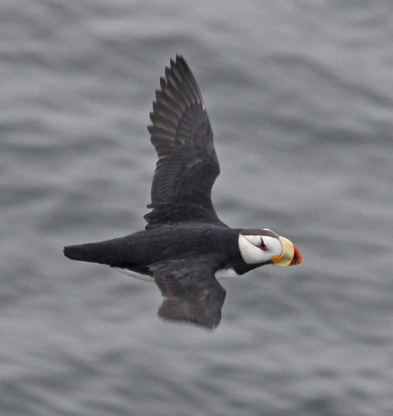 Horned Puffin