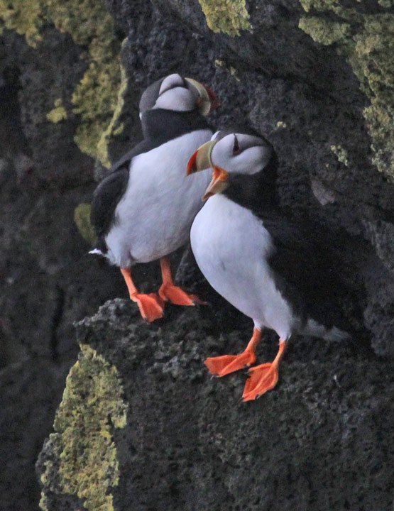 Horned Puffin