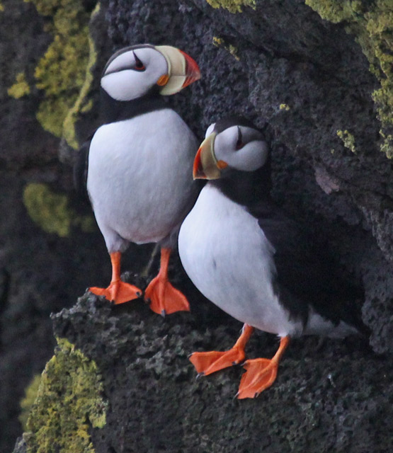 Horned Puffin