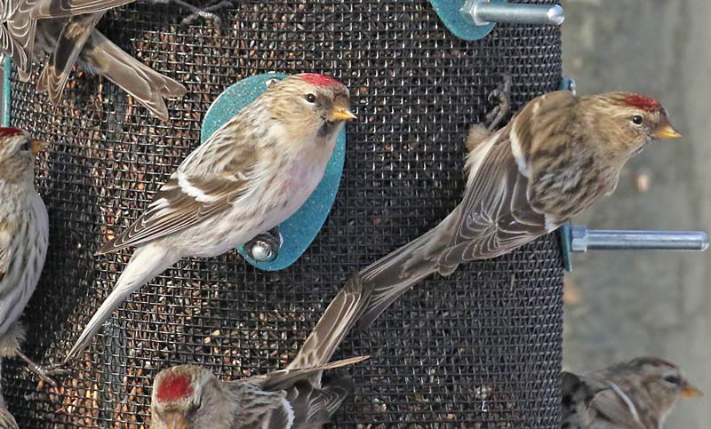 Hoary Redpoll