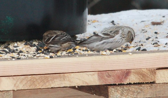 Hoary Redpoll photo #2