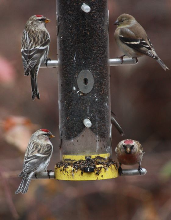 Hoary Redpoll photo 1