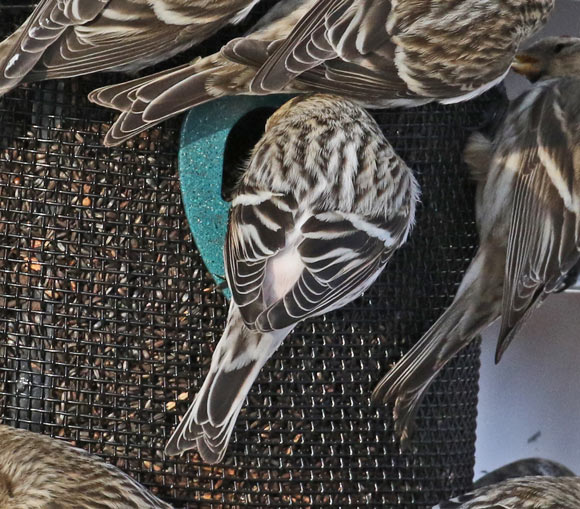 Hoary Redpoll