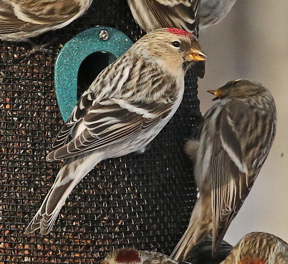 Hoary Redpoll
