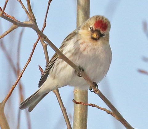 Hoary Redpoll