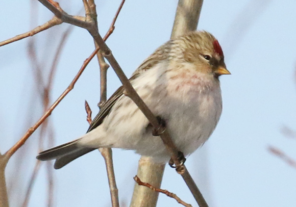Hoary Redpoll