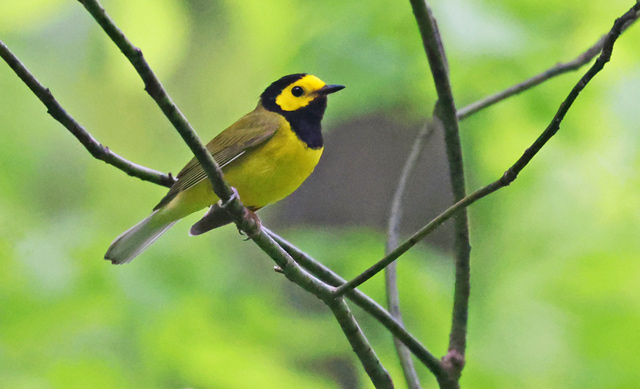 Hooded Warbler photo #9