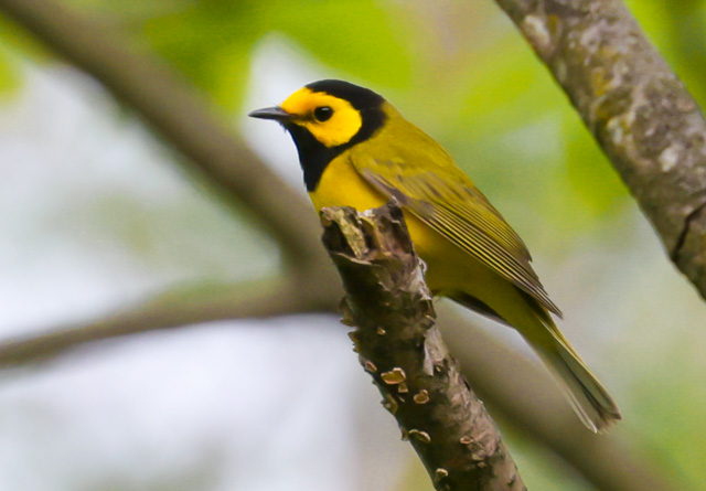 Hooded Warbler photo #3