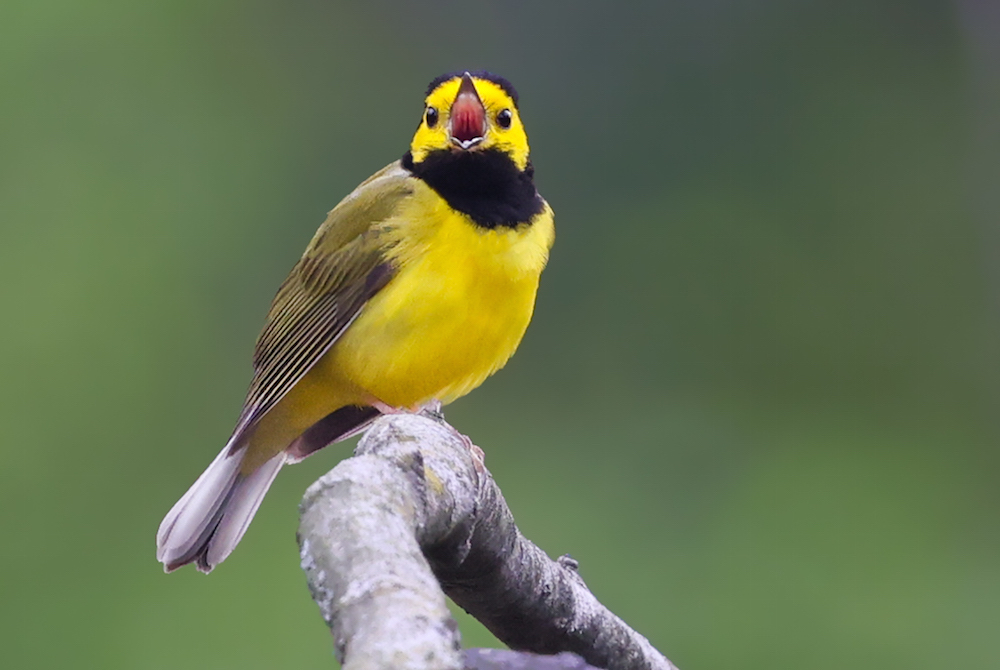 Hooded Warbler