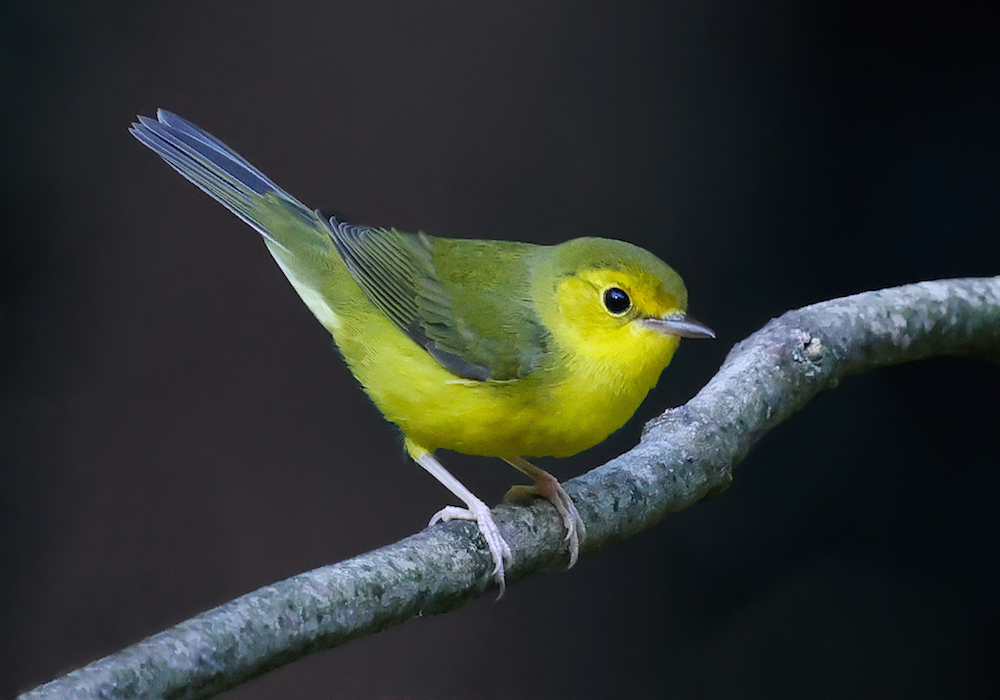 Golden-winged Warbler Photo 1