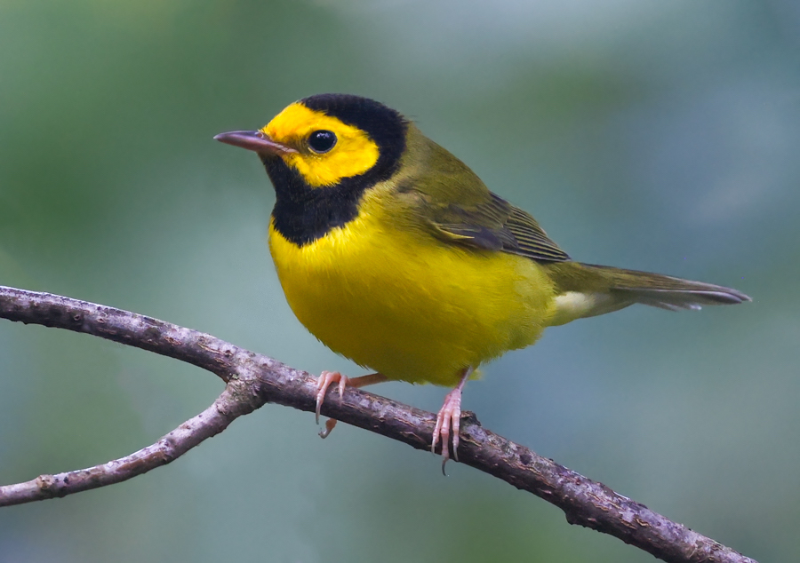 Hooded Warbler (fall male)