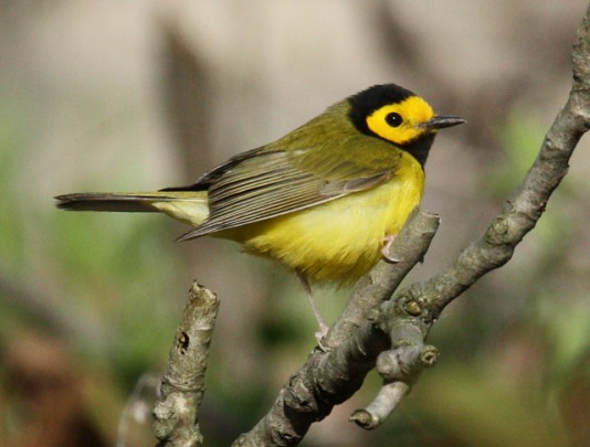 Hooded Warbler photo #4