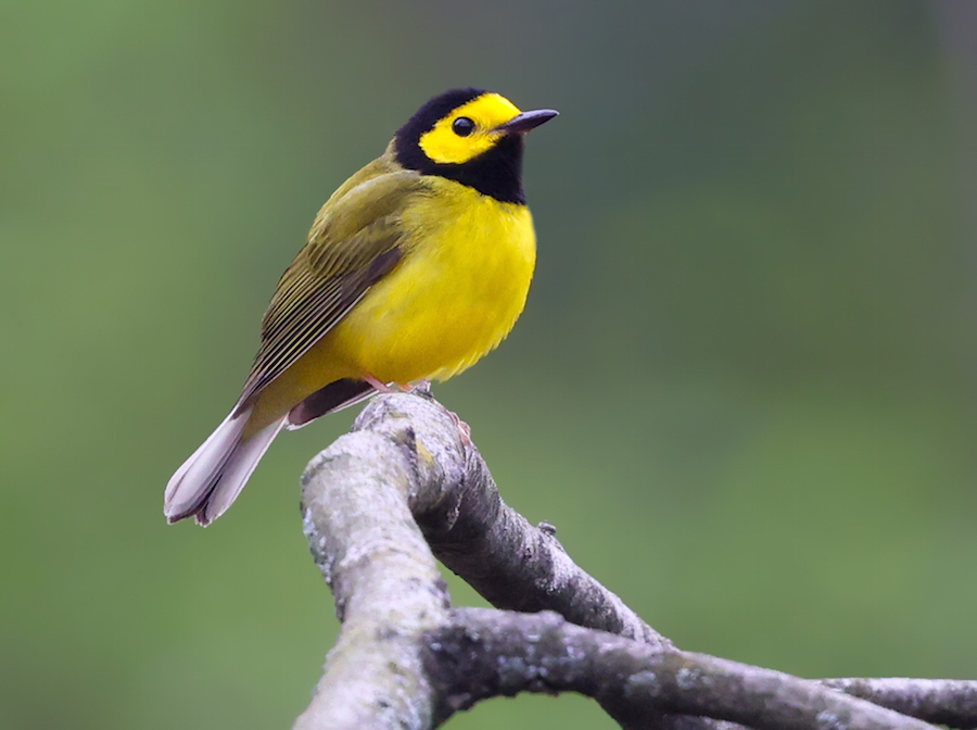 Hooded Warbler