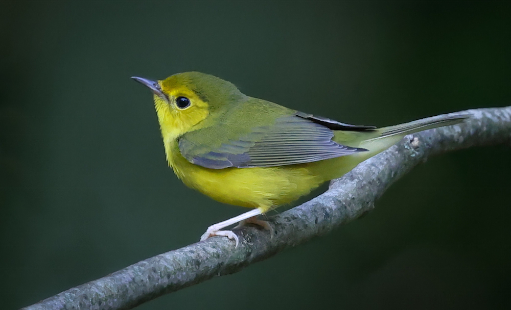 Golden-winged Warbler Photo 2