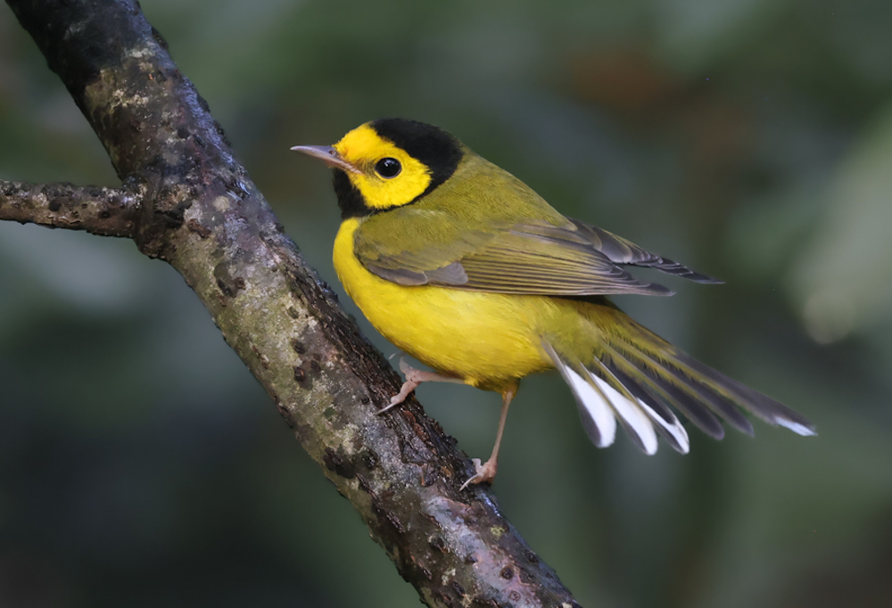 Hooded Warbler (fall male)