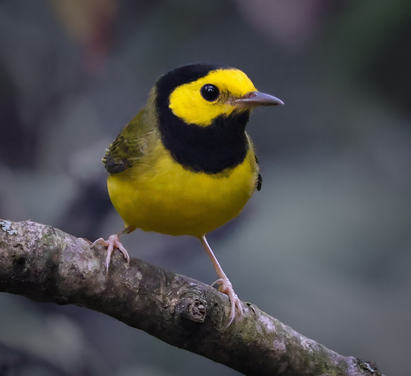 Hooded Warbler (fall male)
