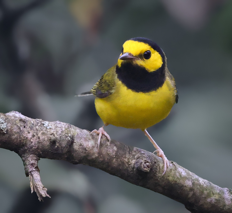 Hooded Warbler (fall male)